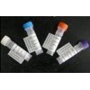 Anti-gp120/160  Antibody