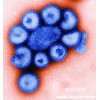 Anti-HA( Influenza A Viruses)