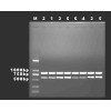 RT －PCR实验技术服务