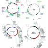 慢病毒与 RNAi（RNA干扰）技术服务