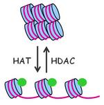 组蛋白乙酰化转移酶(histone acetyltransferase, HAT)和组蛋白去乙酰化酶(histone deacetylase, HDAC)