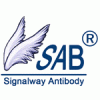 Smad2(Phospho-Ser467)Anti抗体现货