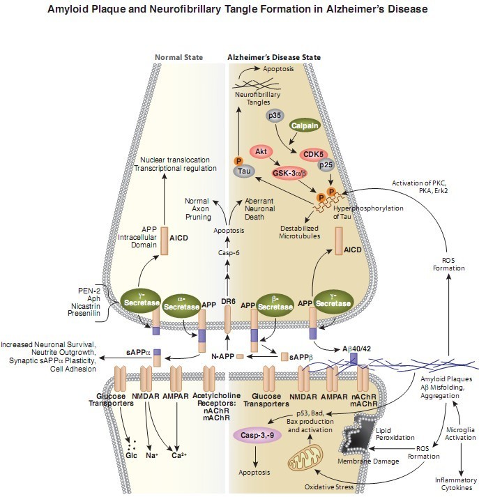 Alzheimer疾病中淀粉粥样蛋白斑点和神经元纤维缠结的形成信号通路图