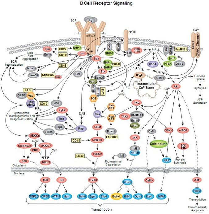 B Cell Receptor 信号通路图