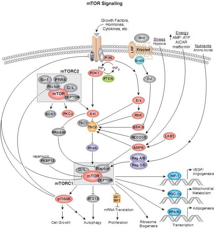 mTOR信号通路图