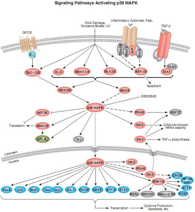 p38 MAPK信号通路图
