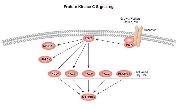 PKC信号通路图