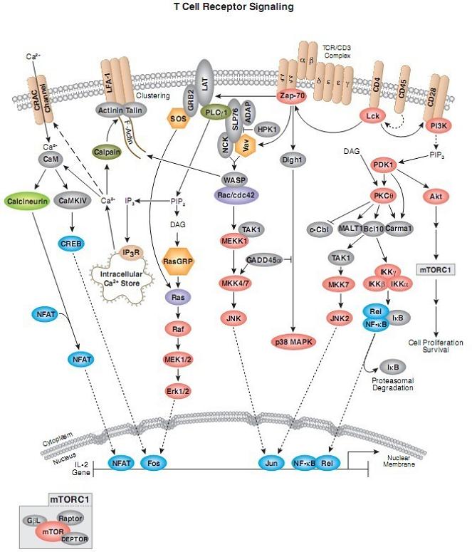 T Cell Receptor 信号通路图