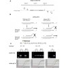 扩增阻碍突变系统（ARMS）技术服务