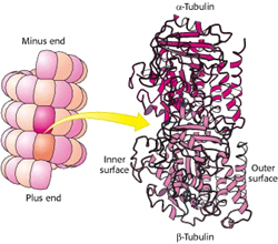 α-Tubulin和β-Tubulin构成微管蛋白的结构
