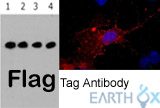 Flag抗体推荐&mdash;可进行WB/IF/IP检测应用