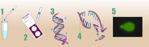 艾美捷向您推荐CometAssay&reg;彗星分析电泳系统