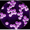 低密度的羧基微球