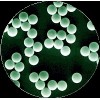 亲水性聚苯乙烯微球