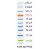 Prestained Protein Marker