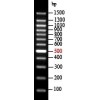 EZ-Ladder 100bp DNA Marker