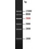 EZ-Ladder 1Kb DNA Marker