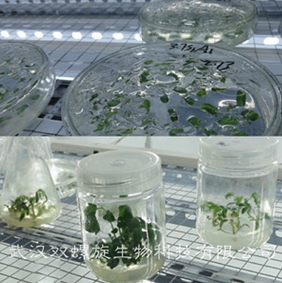 培养架对比截图