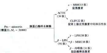 多肽药物