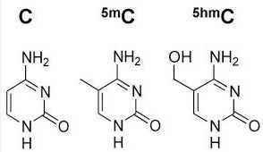 5hmC(5-羟甲基胞嘧啶)抗体与检测试剂盒—完整5hmC研究方案