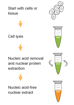 细胞核蛋白提取试剂盒提取流程