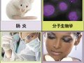 北京毕特博生物 美国MP Bio葡聚糖硫酸钠现货大促销