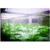 观光型植物工厂工程η观光型植物工厂建η设观光型植物工厂报价η