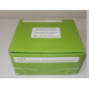 B细胞活化因子(BAFF/CD257/TNFSF13B)ELISA试剂盒