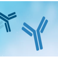 小分子抗原抗体制备服务