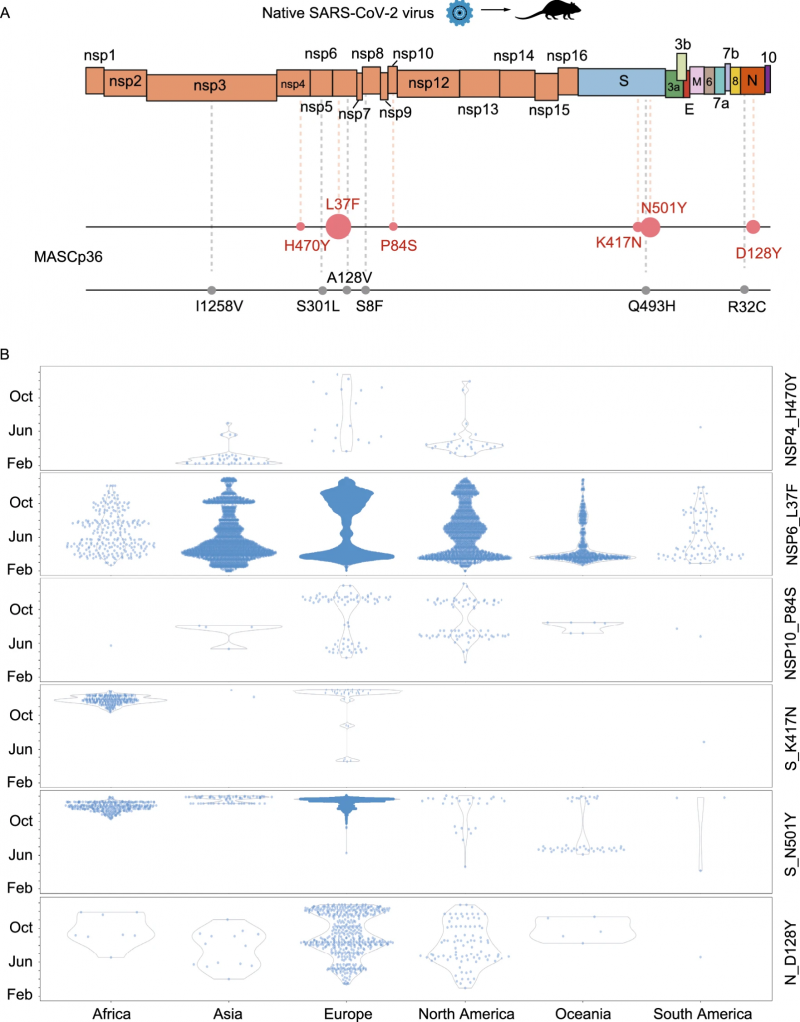 Fig 1_Shared mutations of SARS-CoV-2 strains in mouse and human_  