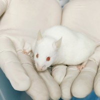 【动物实验】大鼠高原红细胞增多症模型