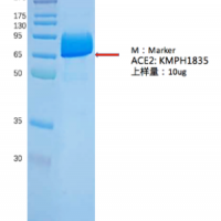Recombinant Human ACE2 Protein